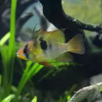 Ram German blue $8