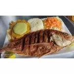 Tilapia