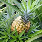 Abacaxi 🍍 (und)