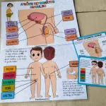 Aparato Reproductor Masculino