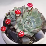 Honguitos