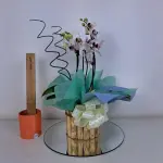 A427 Mini Orquidea "Delicadeza"