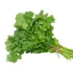 Culantro Castilla