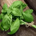 Albahaca