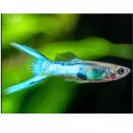 Guppy japan blue