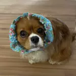 Snoods