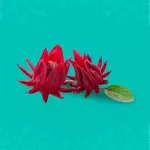 JAMAICA