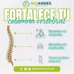 Columna Vertebral