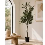 Árbol de olivo 1.80m
