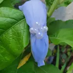 Diadema aurora