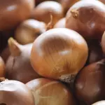 cebola /onions