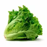 Lechuga crespa