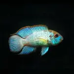 Cíclido acara blue eléctrico $6