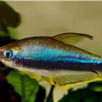 Tetra emperador $4.5