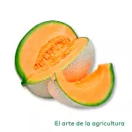 Melón Cantaloup