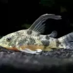 Corydora pimienta