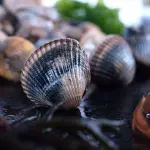 Berberechos
