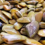 Coquinas