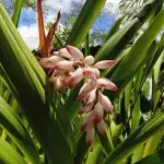 Flores de colônia desidratada