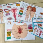 Aparato Reproductor Femenino