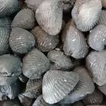 Patas de mula