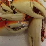 PATOLA DE CARANGUEJO