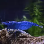 Gambas azules US4.5