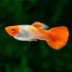 Guppy koi adulto