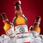 budweiser longneck 330ml