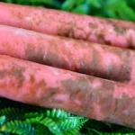 Sensação - 150g