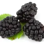 ZARZAMORA (Smoothie agua)