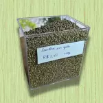 COENTRO  EM GRÃO (50G)