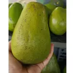 Aguacate papelillo 8000