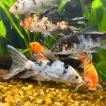Pez koi de velo