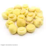 178 - CHAMPIGNON