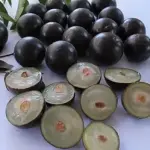 Jabuticaba 0,500g