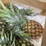 Abacaxi Selecionado – Inteiro