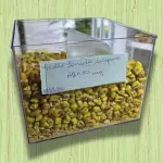 MILHO TORRADO SALGADO (50G)