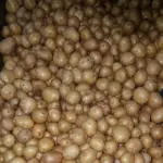 PAPA SEMILLA MALLA 3 KILOS