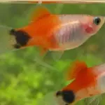 Platy Mickey mouse