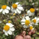 Flores de camomila in natura - 20und