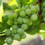 UVA VERDE SIN SEMILLA 500 GR