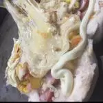 Especial 4 queijos frango